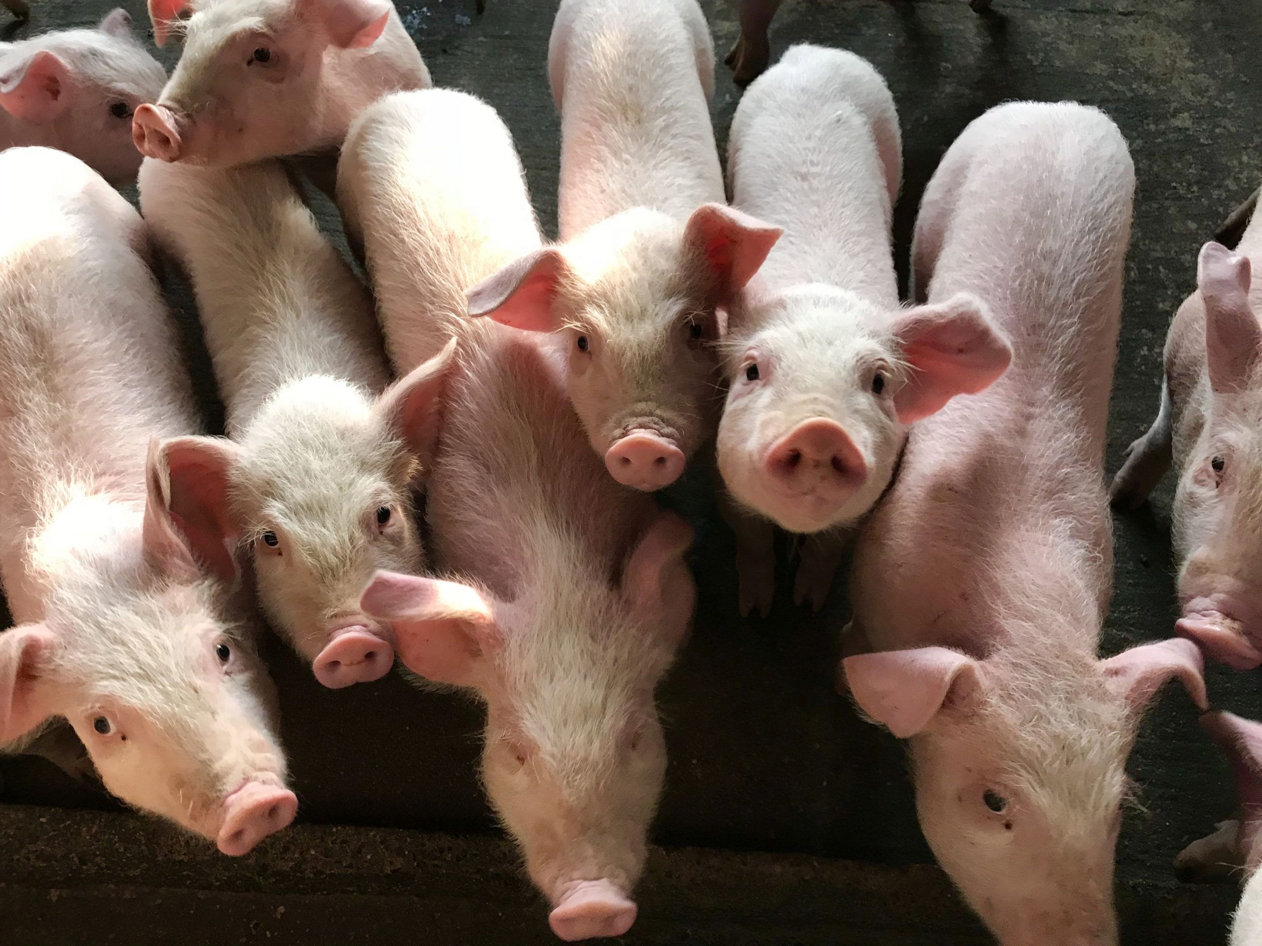 Ce mănâncă porcii și cât – este o întrebare pe care cei mai mulți crescători de suine și-o adresează - agroexpert.md