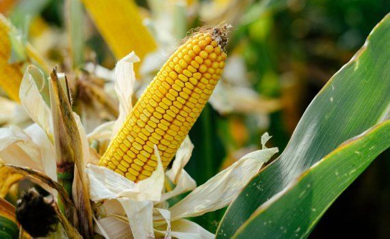 Прогноз цен на кукурузу в Украине - AgroExpert.md 
