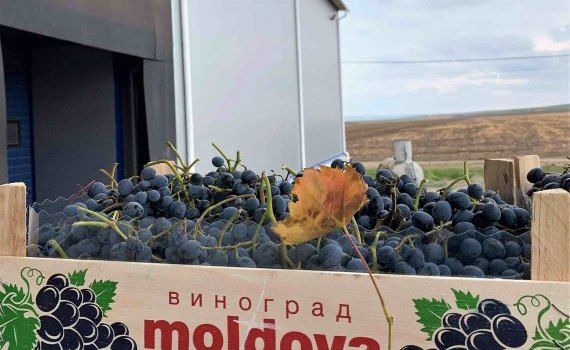 Экспорт молдавского винограда - AgroExpert.md