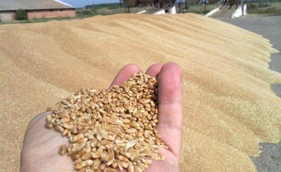 Экспорт пшеницы из Европы - AgroExpert.md
