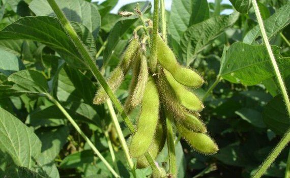 Cultivarea culturii de soia - AgroExpert.md
