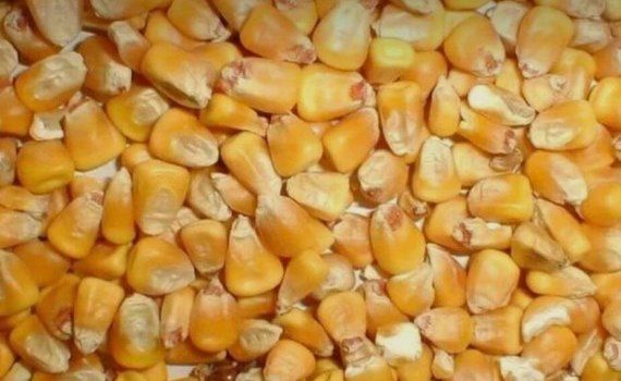 Кукуруза и пшеница Украина - AgroExpert.md