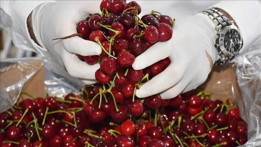 Урожай черешни в Турции - AgroExpert.md