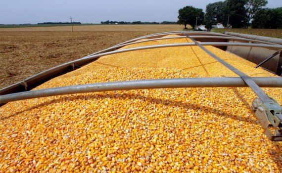Пошлины на украинскую кукурузу - AgroExpert.md