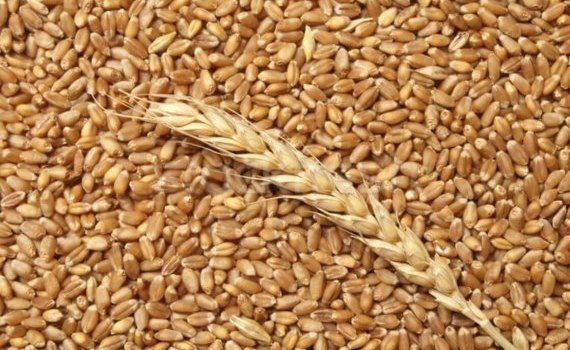 Незначительный рост Российского экспорта пшеницы - agroexpert.md