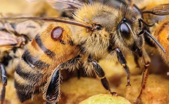 Пчелиная вошь: Безвредна ли для своего хозяина - agroexpert.md