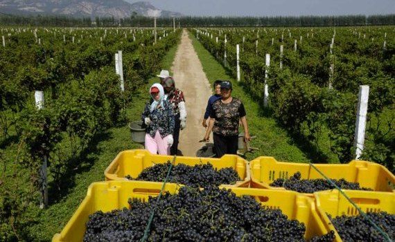 Китай взялся за виноград будущего вместе с Syngenta - agroexpert.md
