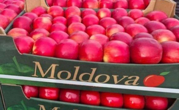 Экспорт молдавских яблок урожая-2022 менее 120 тыс. тонн - agroexpert.md