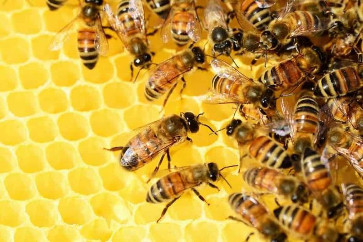 В Молдове падеж пчел весной 2023 – в пределах статистики - agroexpert.md