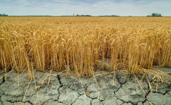 Bloomberg сообщает о риске дефицита пшеницы на мировых рынках - agroexpert.md