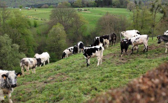 Голландские животноводы получат гранты на закрытие животноводческих ферм - agroexpert.md