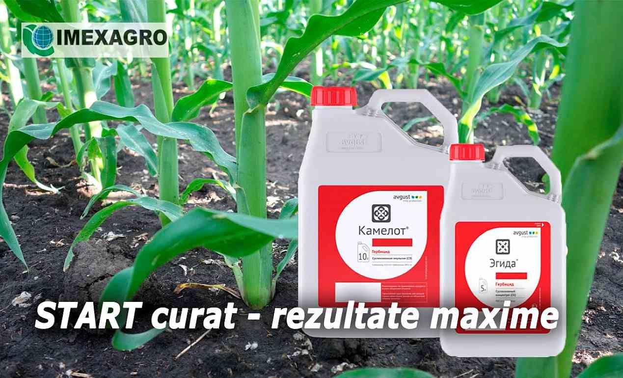 Гербициды KAMELOT и EGHIDA - эффективный способ защиты кукурузы - agroexpert.md