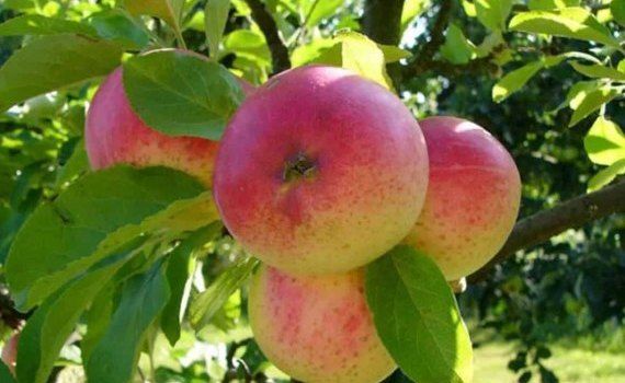 Цены на яблоки летних сортов в Молдове снижаются - agroexpert.md