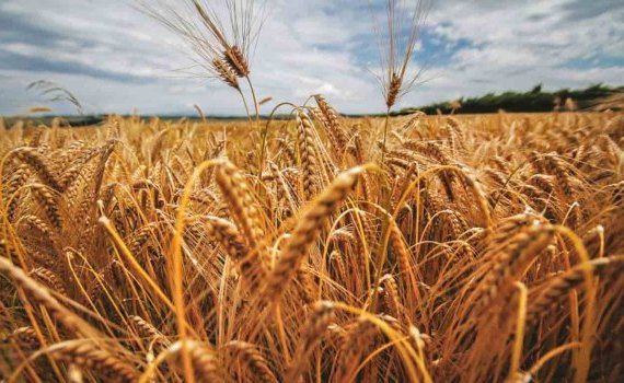 Кукуруза в качестве предшественника может повысить урожай пшеницы - agroexpert.md