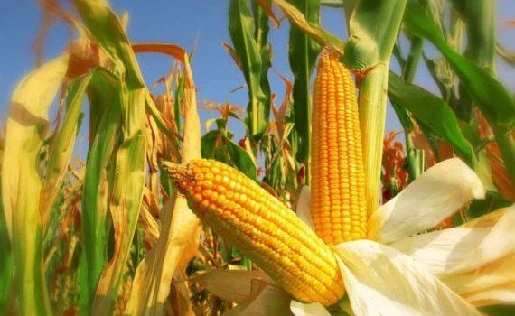 Бразилия заняла первое место в мире по экспорту кукурузы, опередив США - agroexpert.md