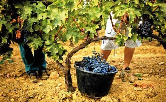 Молдова готовится к сокращению - урожай винограда на 30% ниже прошлогоднего - agroexpert.md