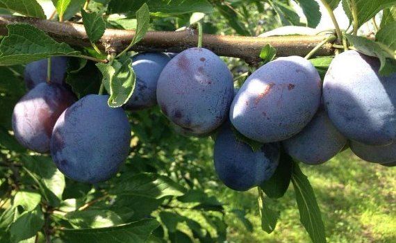 В Молдове прогноз урожая на сливу ожидается 85 тыс. тонн - agroexpert.md