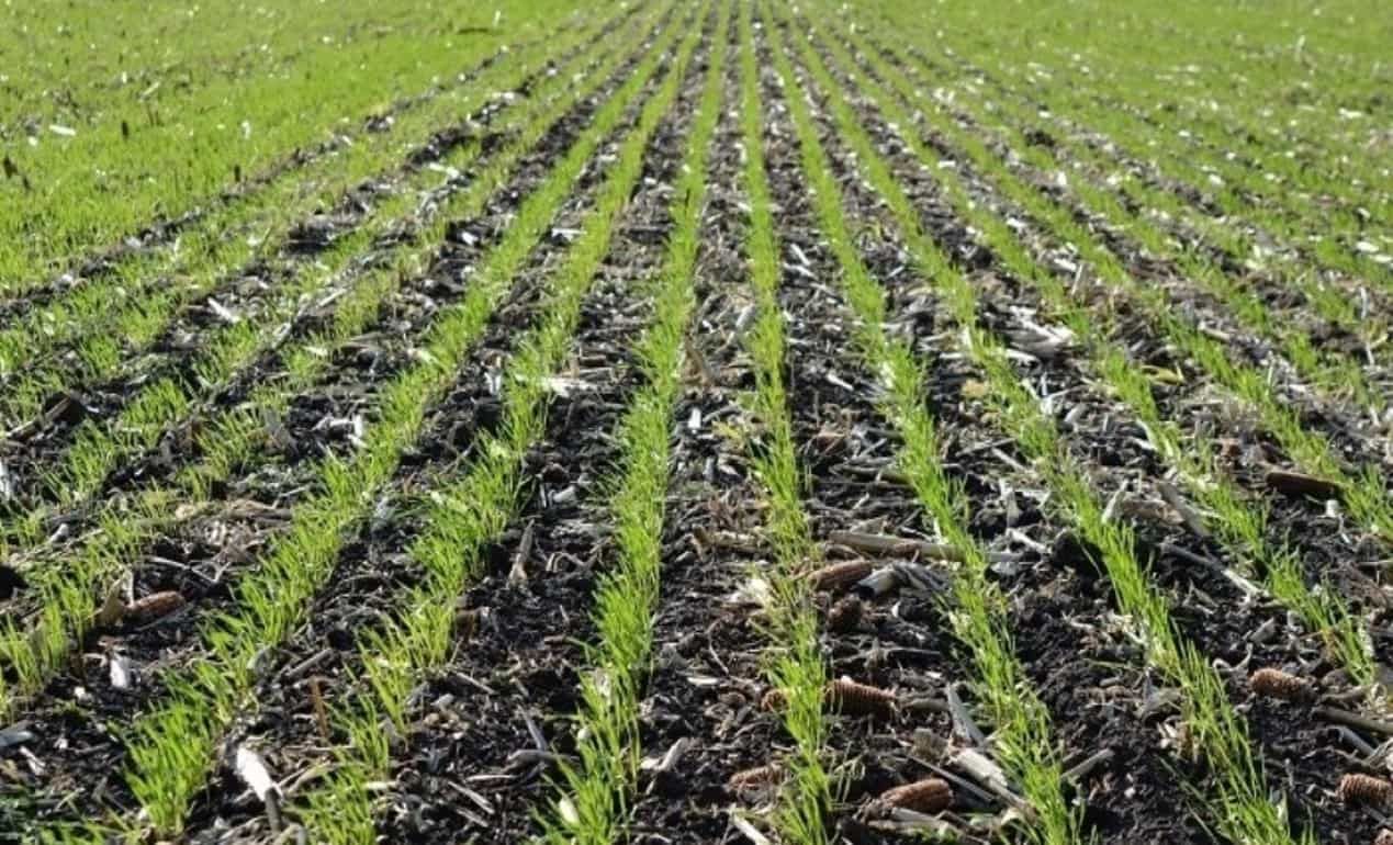 Важнейшие факторы определяющие сроки сева озимой пшеницы - agroexpert.md