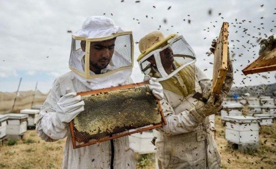 Calendarul apicultorului în octombrie - agroexpert.md