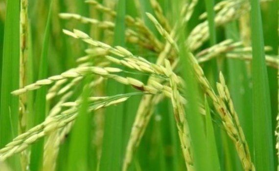 Bayer предложил новую технологию выращивания риса - agroexpert.md