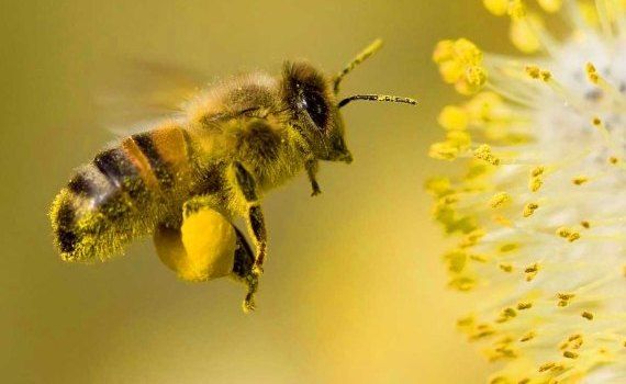 apicultură polen albine - agroexpert.md