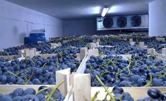 Сколько винограда останется на зиму-весну? - agroexpert.md