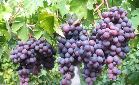 В Молдове определен список субсидируемых сортов винограда - agroexpert.md