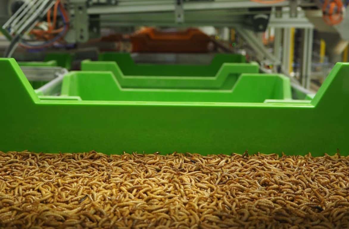 Спрос превышает предложение у производителей кормов использующих насекомых - agroexpert.md