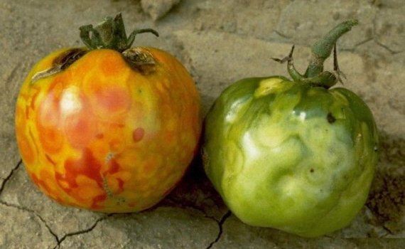 Bayer вывела томат, устойчивый к вирусу пятнистого увядания томатов - agroexpert.md