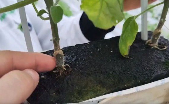 Агрономы научились выращивать баклажаны на корнях томатов - agroexpert.md