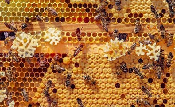 apicultori afacere apicultură - agroexpert.md