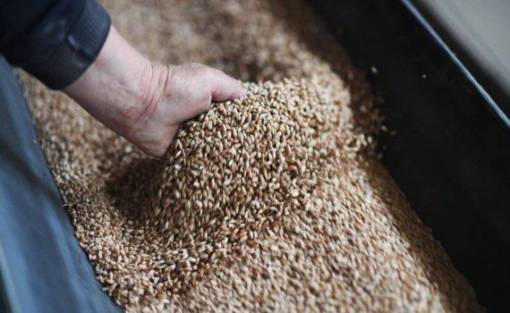 В Румынии на 15 февраля продано всего 100 тыс. тонн украинского зерна - agroexpert.md