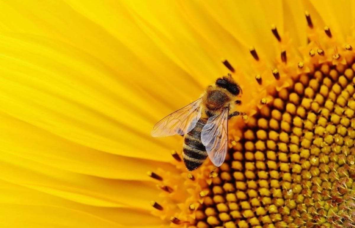 Как защитить подсолнечник и не повредить пчелам - agroexpert.md