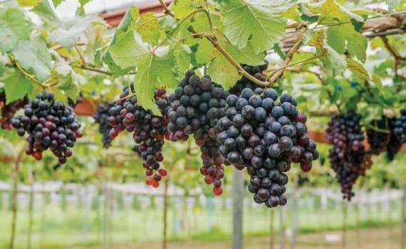 В Молдове субсидирование орошаемых виноградников должно учитывать реалии - agroexpert.md