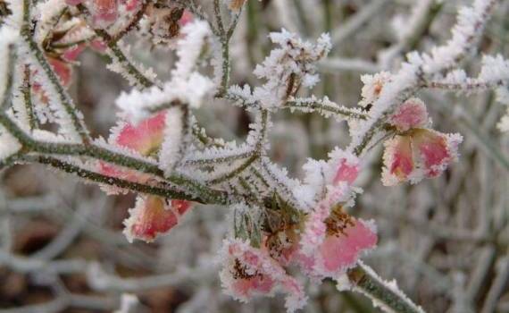 Похолодание и осадки не особо повышают риск потерь урожая фруктов в Молдове - agroexpert.md