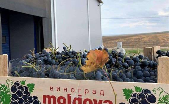Зимний экспорт винограда из РМ - выше прогноза - agroexpert.md