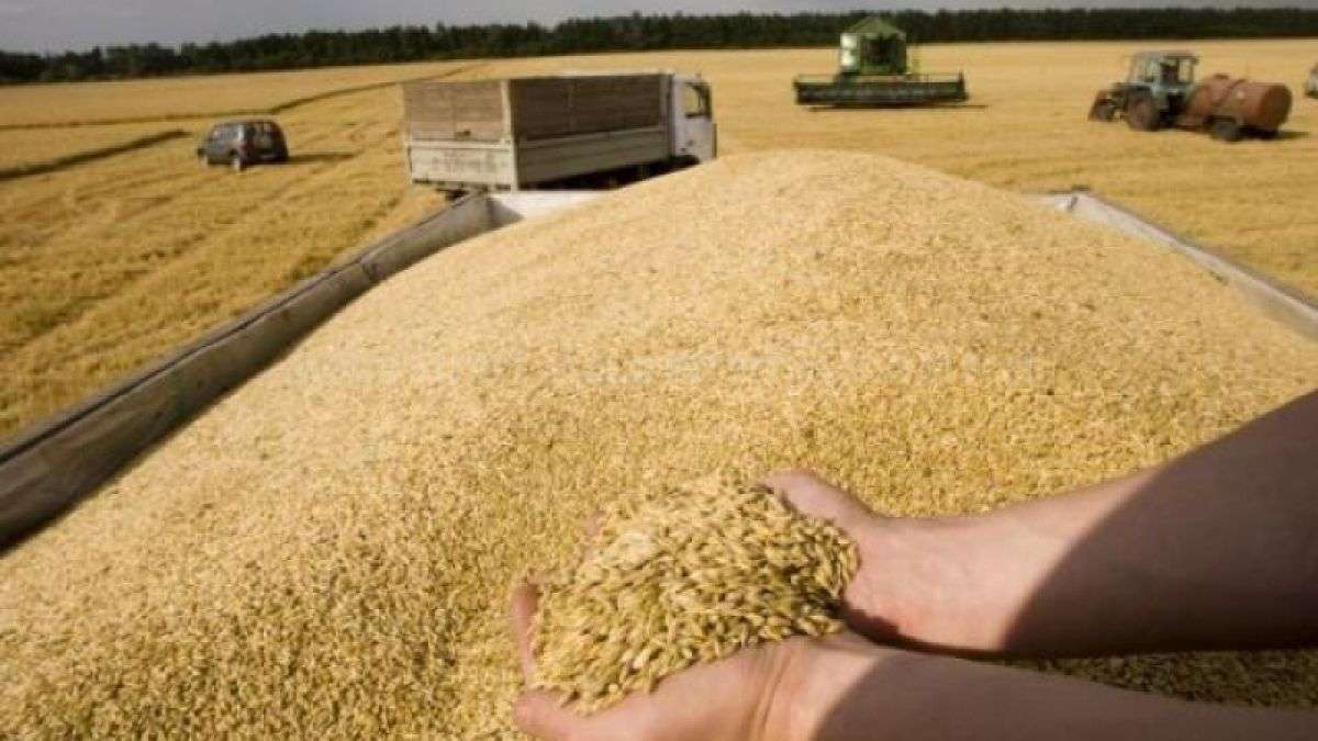 Prețul grâului: Care sunt estimările pentru această vară - agroexpert.md