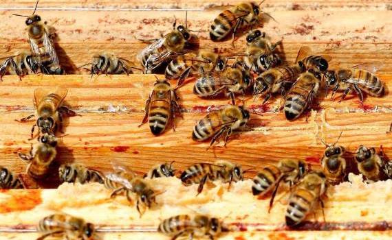 apicultura albine - agroexpert.md