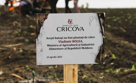 Vladimir Bolea a participat la campania de plantare a circa 50 ha de viță de vie - agroexpert.md