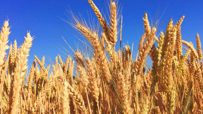 Analiza săptămânală a pieței grâului: Cum evoluează prețurile - agroexpert.md