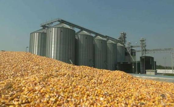 Возможно на украинском рынке кукурузы наступило время самых высоких цен - agroexpert.md