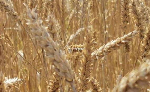 Еврокомиссия снизила прогноз урожая пшеницы в ЕС в новом сезоне - agroexpert.md 