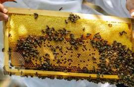 apicultori în vizită în România - agroexpert.md