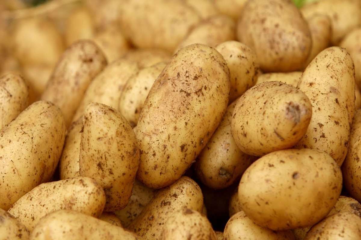  cartofi pentru semințe - agroexpert.md