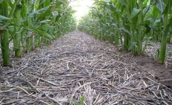 No-till приносит наибольшую прибыль при выращивании кукурузы и сои - agroexpert.md