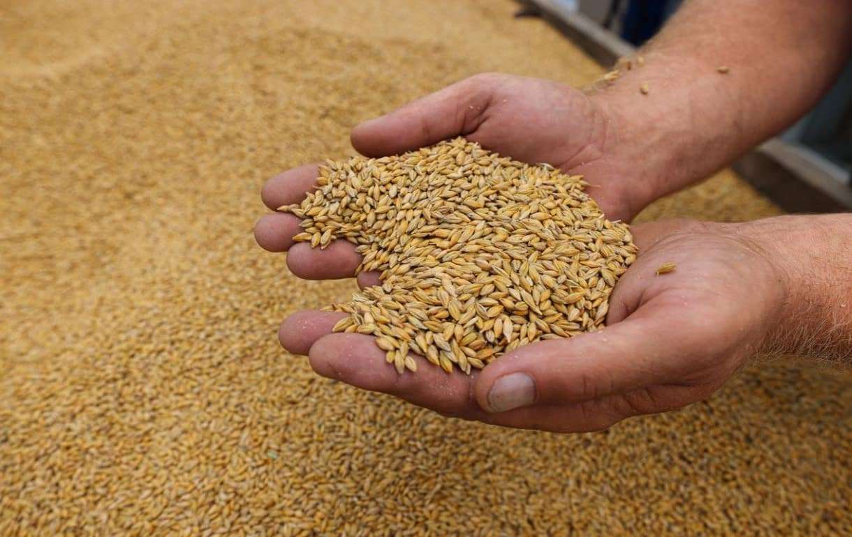 Мировые цены на пшеницу растут из-за заморозков в России - agroexpert.md