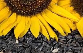 Rija: În țară a rămas un stoc nesemnificativ de floarea-soarelui