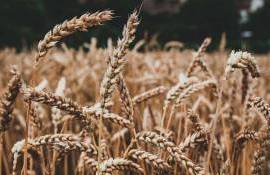 В ЕС повысили прогноз урожая мягкой пшеницы более чем на 1 млн тонн - agroexpert.md