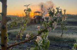 В Украине майские заморозки существенно повлияли на плодоовощные насаждения - agroexpert.md
