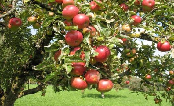 Bolile care amenință mărul - agroexcpert.md